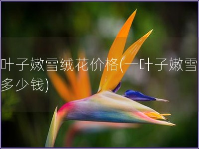 一叶子嫩雪绒花价格(一叶子嫩雪绒花多少钱)